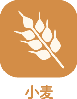 小麦